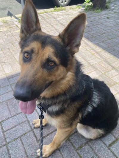 Fido's Fitness Academy - ,