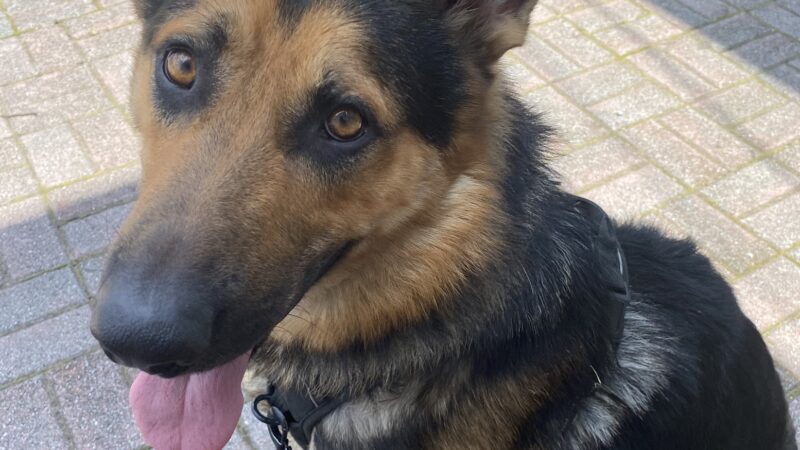 Fido's Fitness Academy - ,