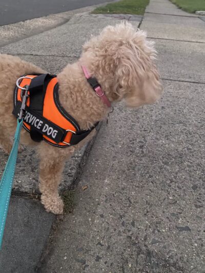 Fido's Fitness Academy - ,