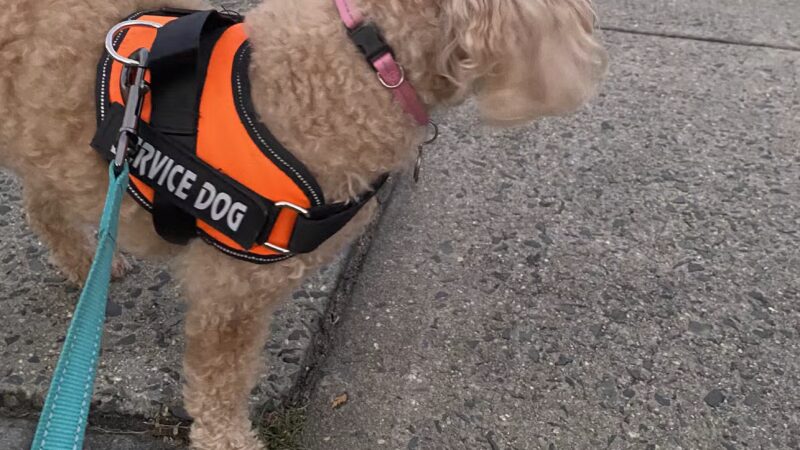 Fido's Fitness Academy - ,