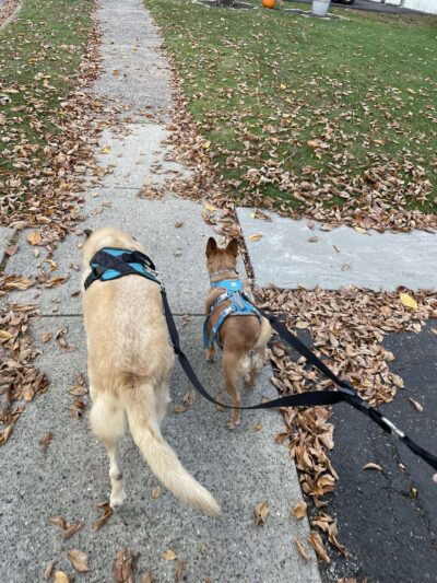 Fido's Fitness Academy - ,