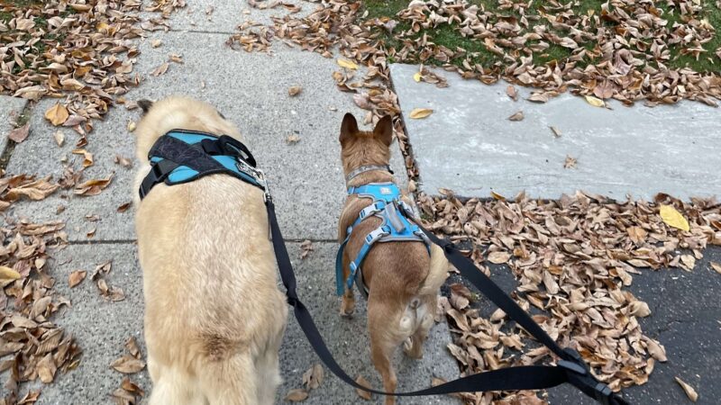 Fido's Fitness Academy - ,