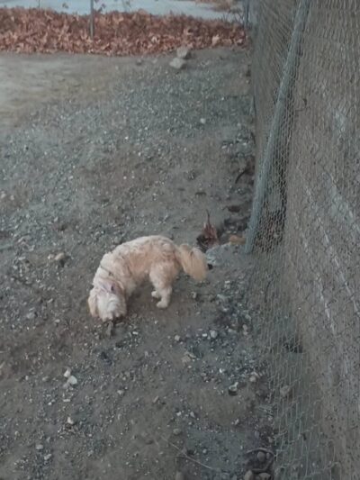 Fillmore Dog Park - Fillmore, CA