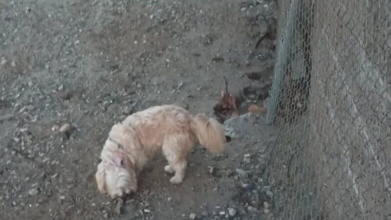 Fillmore Dog Park - Fillmore, CA