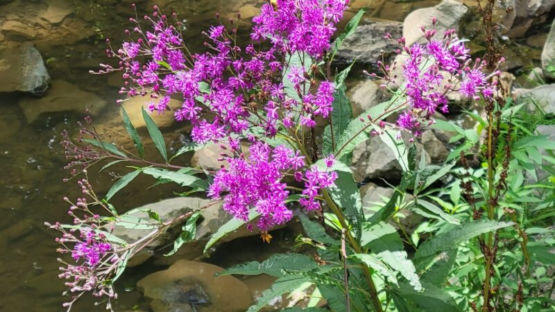 Mingo Park - Finleyville, PA
