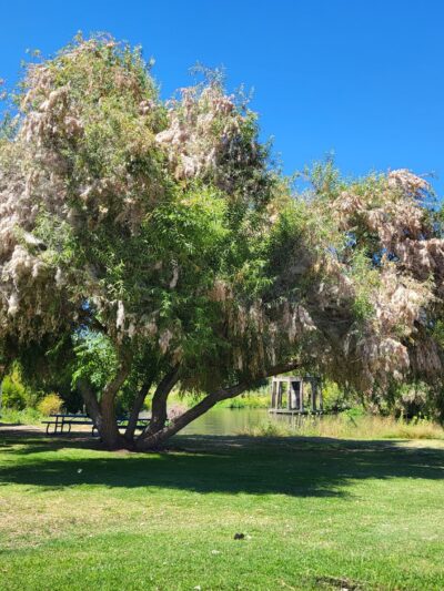 Riverside Park - Firebaugh, CA