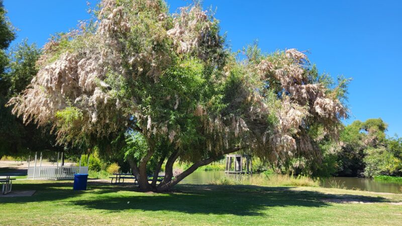 Riverside Park - Firebaugh, CA