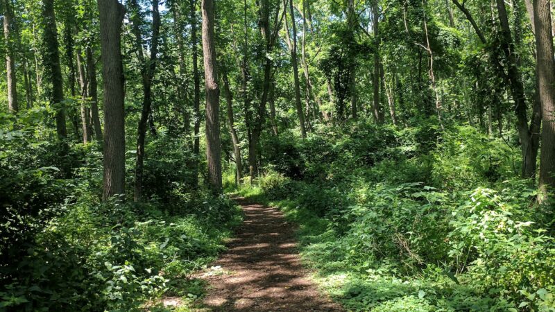Bernadette Morales Nature Preserve - Flemington, NJ