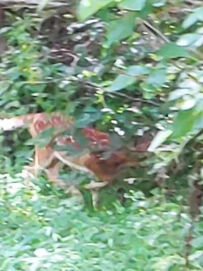 Bernadette Morales Nature Preserve - Flemington, NJ