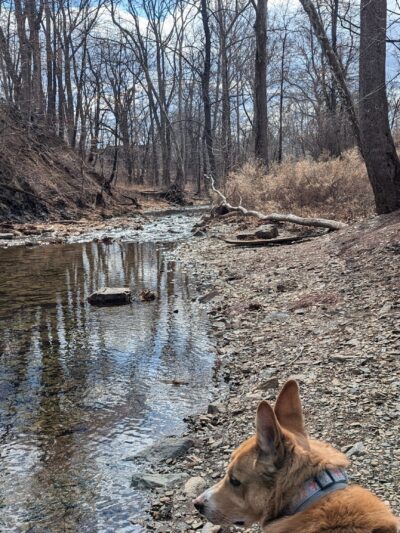 Bernadette Morales Nature Preserve - Flemington, NJ