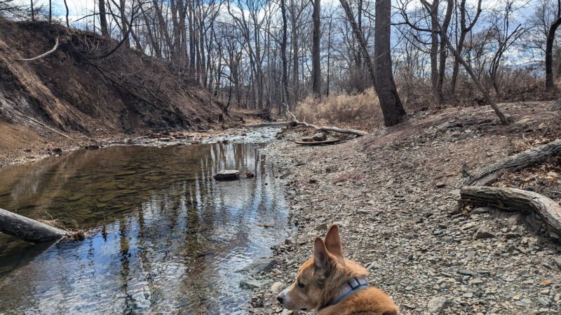Bernadette Morales Nature Preserve - Flemington, NJ