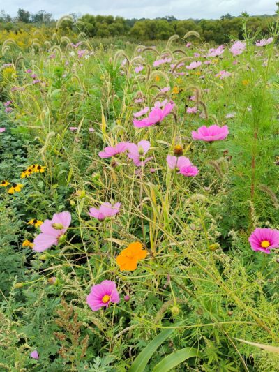Clover Hill Park (Hunterdon County Park System) - Flemington, NJ