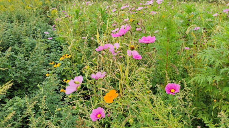 Clover Hill Park (Hunterdon County Park System) - Flemington, NJ