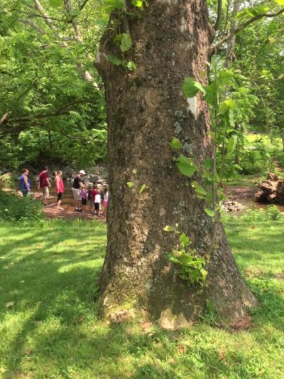 Mine Brook Park - Flemington, NJ