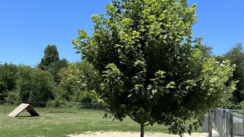 Fletcher Parks & Recreation Dog Park - Fletcher, NC