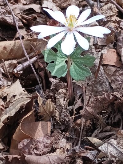 Fletcher Parks & Recreation Dog Park - Fletcher, NC