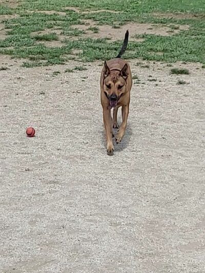 Fletcher Parks & Recreation Dog Park - Fletcher, NC