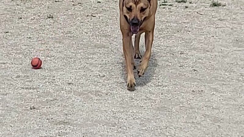 Fletcher Parks & Recreation Dog Park - Fletcher, NC