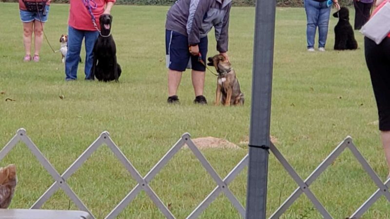 A Dog House In Flint, Tx - Flint, TX