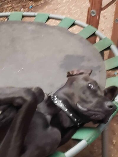 A Dog House In Flint, Tx - Flint, TX