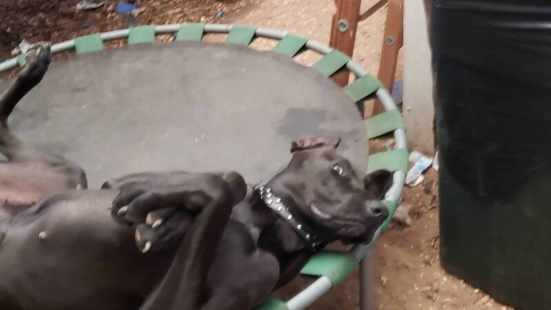 A Dog House In Flint, Tx - Flint, TX