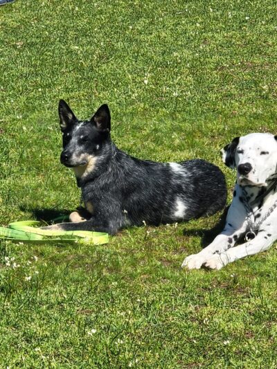 A Dog House In Flint, Tx - Flint, TX
