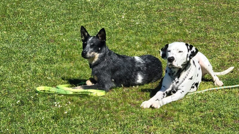 A Dog House In Flint, Tx - Flint, TX