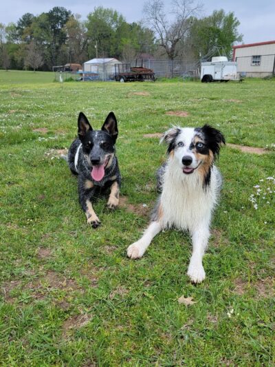 A Dog House In Flint, Tx - Flint, TX