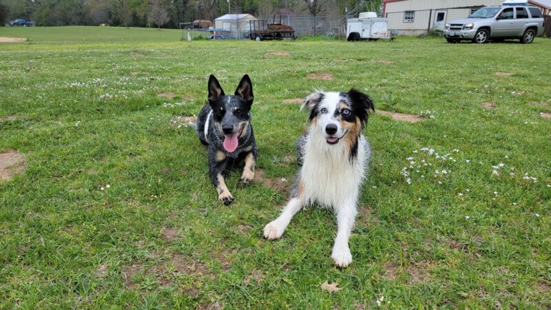 A Dog House In Flint, Tx - Flint, TX