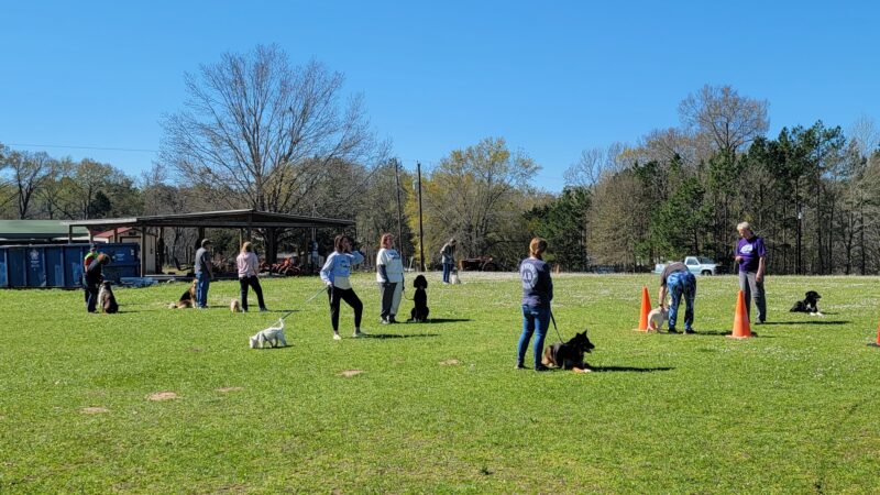 A Dog House In Flint, Tx - Flint, TX