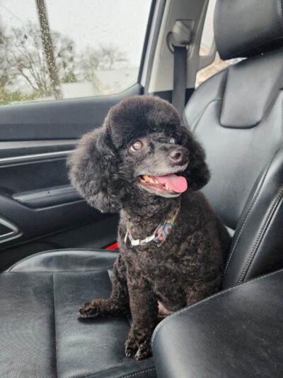 Doggie Do's - Florala, AL