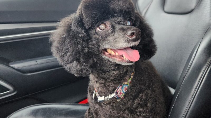 Doggie Do's - Florala, AL