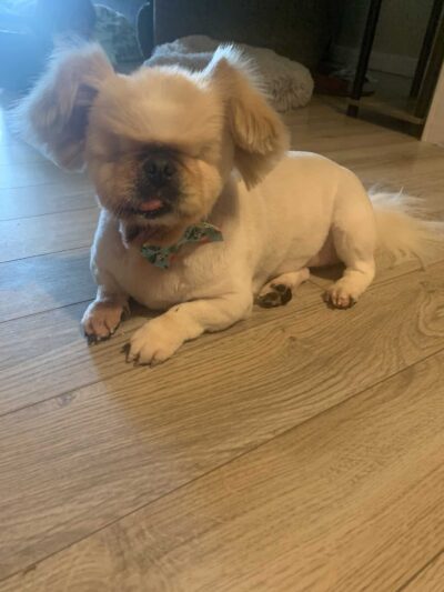 Doggie Do's - Florala, AL