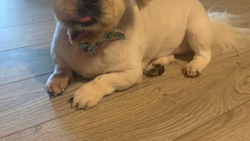 Doggie Do's - Florala, AL