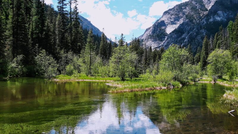 Log Pond On Bass Creek - Florence, MT