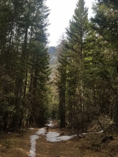 Log Pond On Bass Creek - Florence, MT