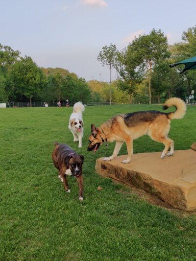 Hound Mound Dog Park - Flower Mound, TX