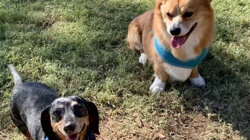 Hound Mound Dog Park - Flower Mound, TX