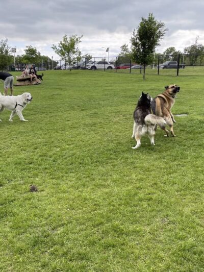 Hound Mound Dog Park - Flower Mound, TX