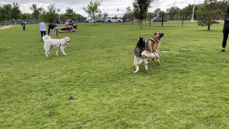 Hound Mound Dog Park - Flower Mound, TX