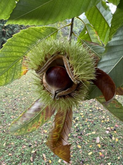 Follansbee Park - Follansbee, WV