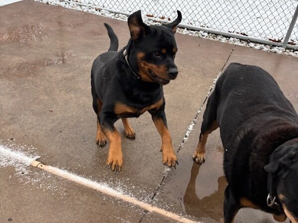 Poochie Parlor Boarding Kennels - Follansbee, WV