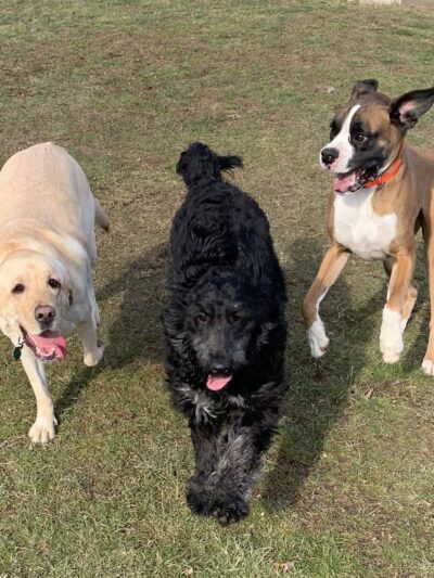 Poochie Parlor Boarding Kennels - Follansbee, WV