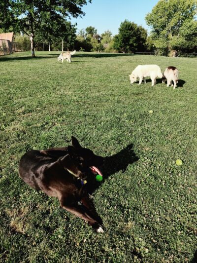 FIDO Field - Folsom, CA