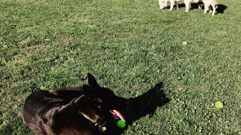 FIDO Field - Folsom, CA