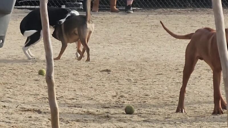 FIDO Field - Folsom, CA