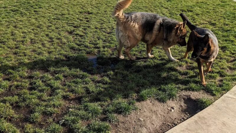 Gabion Ranch Dog Park - Fontana, CA