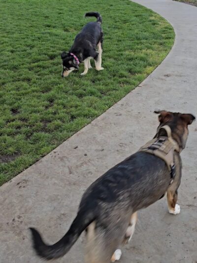Gabion Ranch Dog Park - Fontana, CA