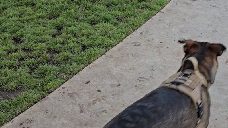 Gabion Ranch Dog Park - Fontana, CA