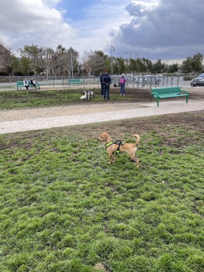 Fontana Dog Park - Fontana, CA
